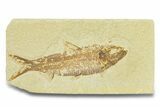 Detailed Fossil Fish (Knightia) - Wyoming #289908-1